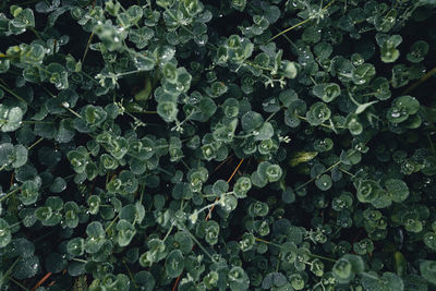 Full frame shot of raindrops on leaves