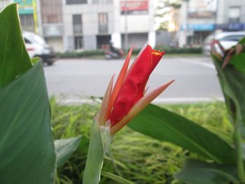 Close-up of red flower