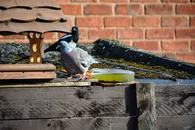 Bird perching on wood against wall