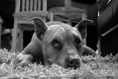 Close-up portrait of dog relaxing at home