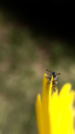 Close-up of insect perching on yellow flower