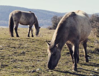 Horses grazing in a field