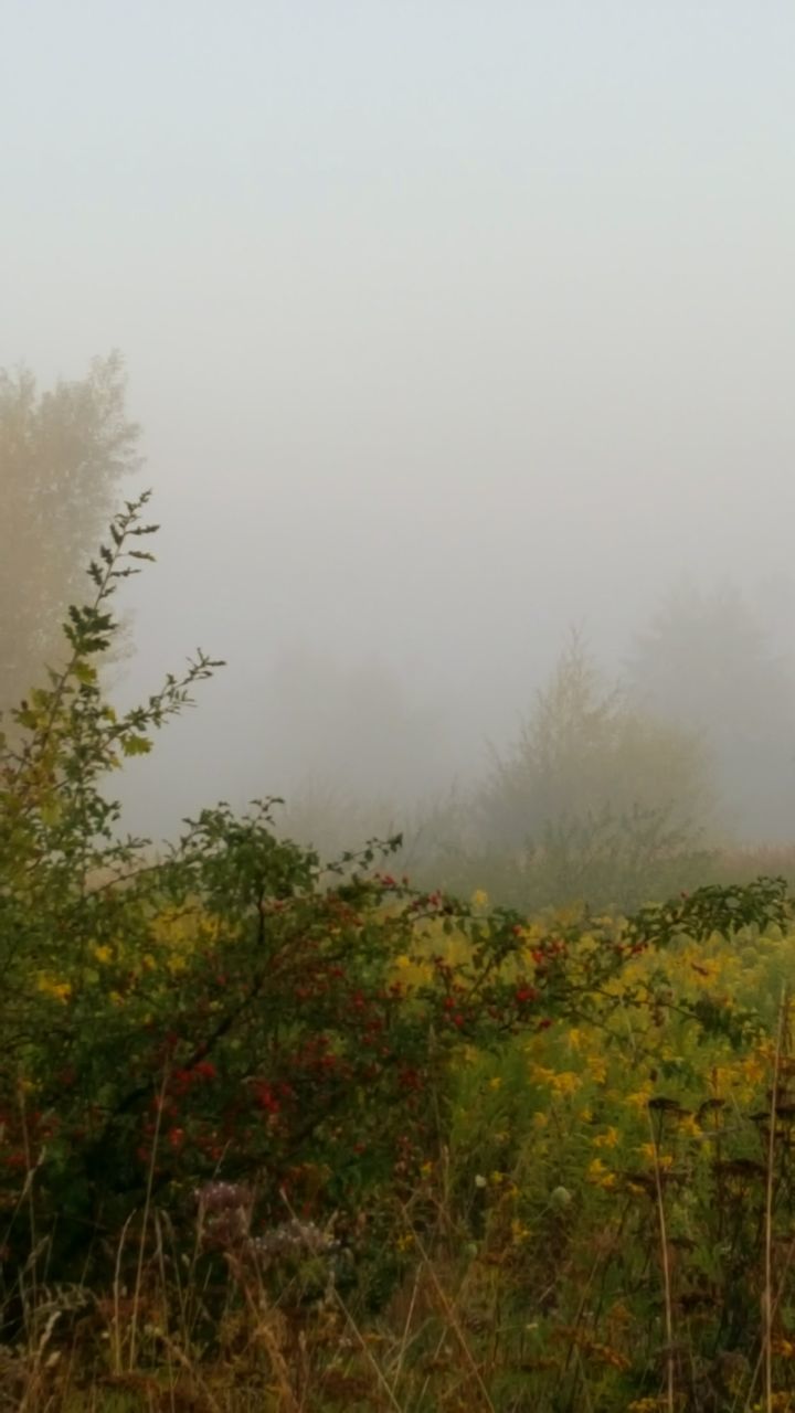 fog, tranquility, foggy, tranquil scene, weather, scenics, lake, non-urban scene, beauty in nature, tree, grass, copy space, nature, growth, plant, ethereal, dawn, water, day, countryside, solitude, green color, remote, atmosphere, calm, outdoors, sky, majestic, lakeside, vacations, dreamlike