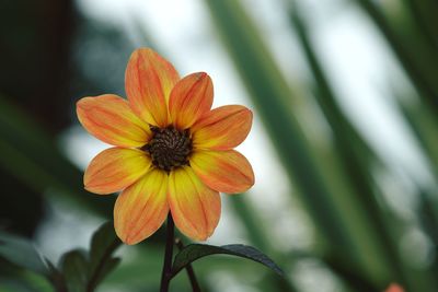 Close-up of orange flower