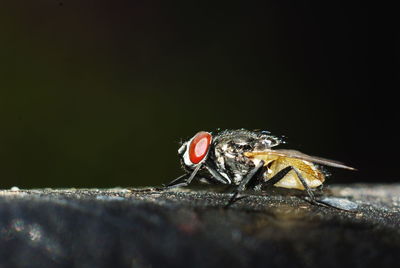 Close-up of housefly on surface