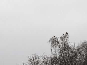 Low angle view of bird perching on plant against sky