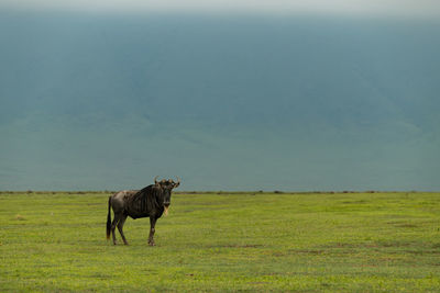 Wildebeest standing on grassy field against sky