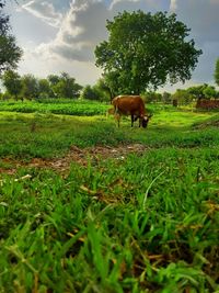 Horse grazing in a field