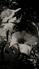 Close-up of flowers blooming outdoors