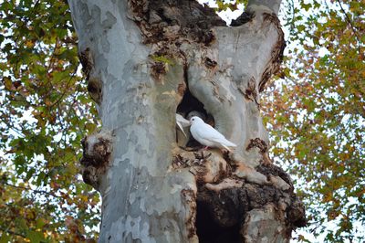 Low angle view of bird perching on tree trunk