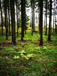 Trees in forest