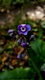 Close-up of purple flowers