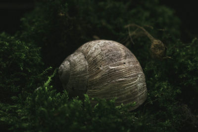 Close-up of snail on rock