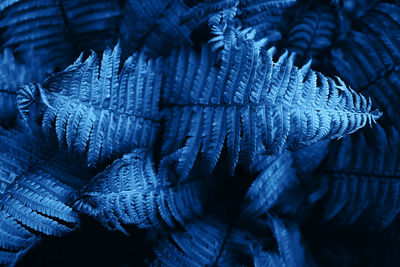 Beautiful fresh fern leaves colored in blue. natural floral trendy color background. 