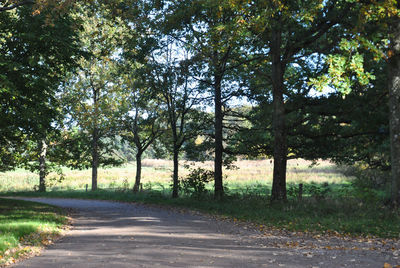 Road passing through trees