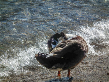 High angle view of duck swimming in lake