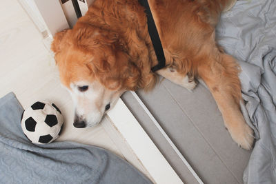 High angle view of dog sleeping with ball