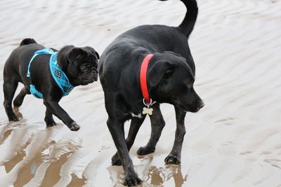 Dogs on beach