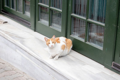 Portrait of cat sitting by window