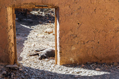 Dog lying on ground