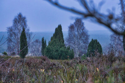 Panoramic shot of trees on field against sky