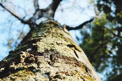 Low angle view of tree trunk in forest