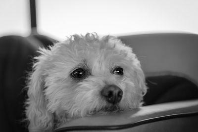 Close-up portrait of dog