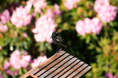 Close-up of insect on pink flower