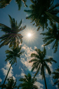 Low angle view of sun streaming through palm tree