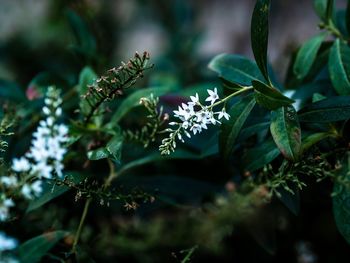 Close-up of green leaves on plant