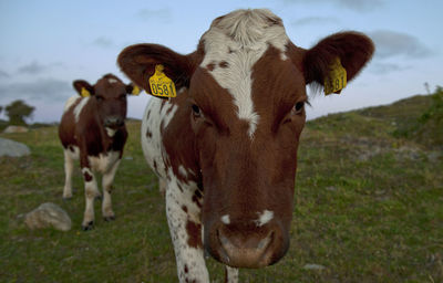 Portrait of cow on field