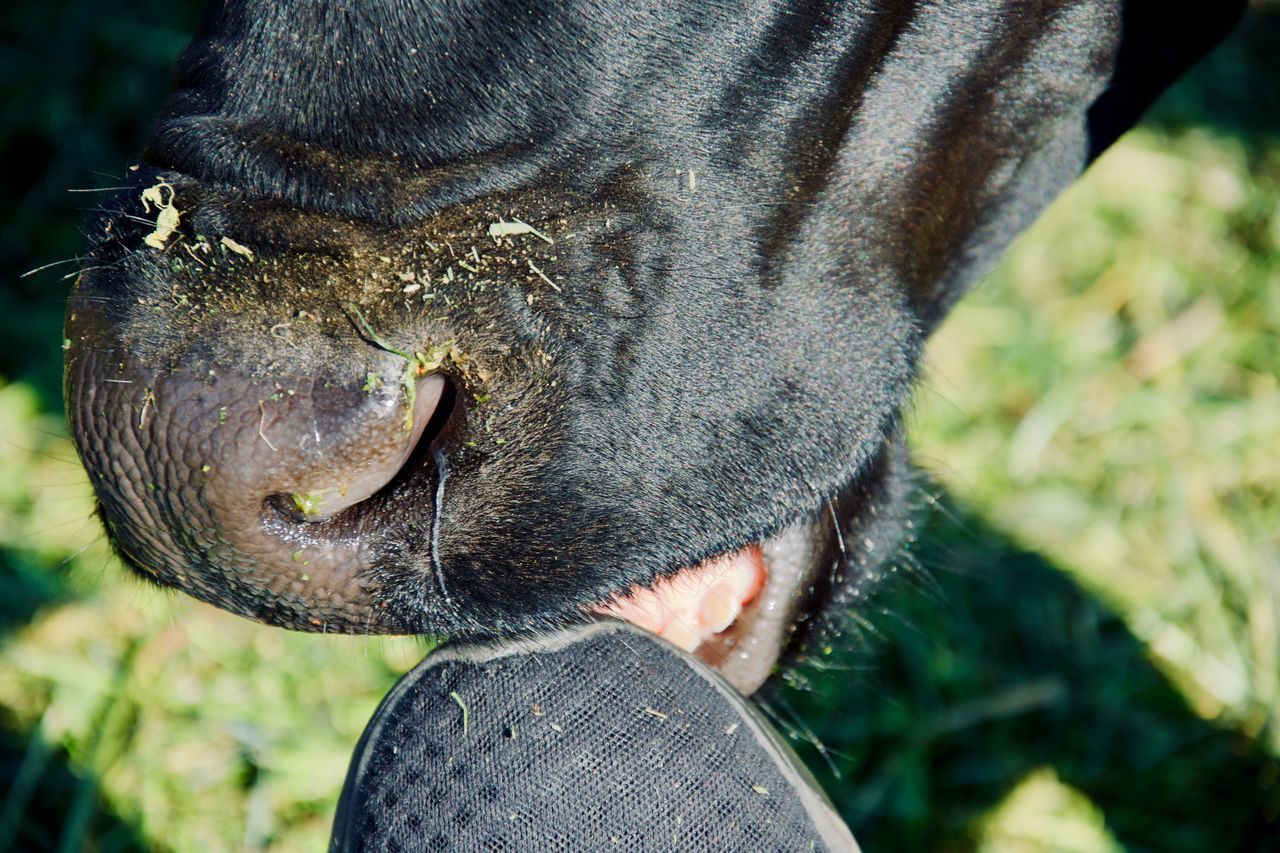 one animal, mammal, animal, animal themes, vertebrate, pets, domestic, close-up, domestic animals, focus on foreground, animal body part, animal head, day, animal nose, livestock, animal mouth, cattle, real people, animal wildlife, nature, outdoors, herbivorous, snout, animal teeth