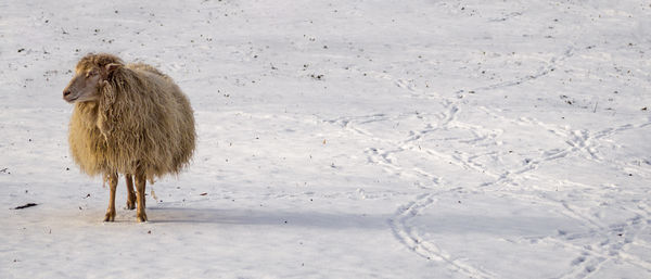 View of an animal on snow covered land