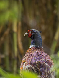 Close-up of a bird looking away