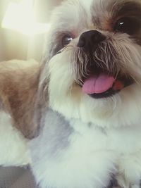 Close-up portrait of dog sticking out tongue at home