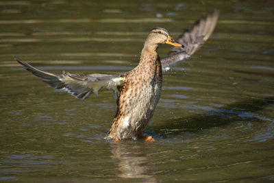 Bird in lake