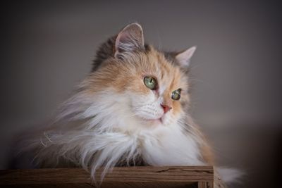 Close-up of a cat looking away