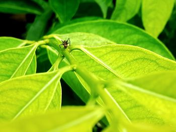 Close-up of insect on leaf