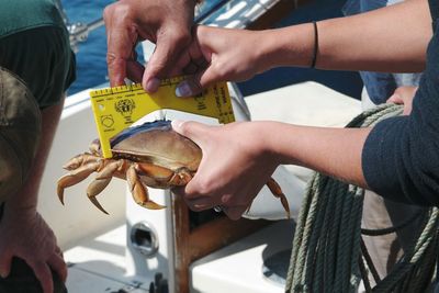 Cropped hands of woman holding crab