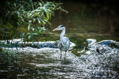 View of bird in lake