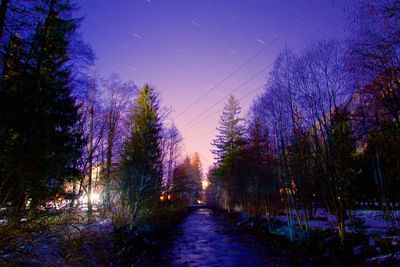 Bare trees at night