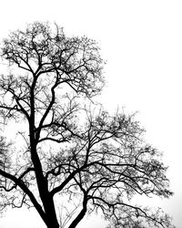 Low angle view of bare trees against clear sky