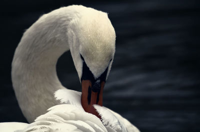 Close-up of swan