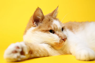 Close-up of a cat looking away