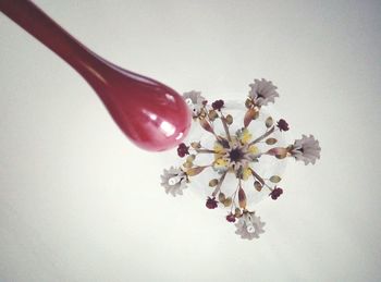 Close-up of flower against white background