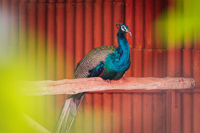 Close-up of peacock perching on wall