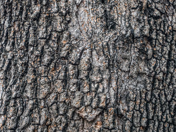 Full frame shot of tree trunk