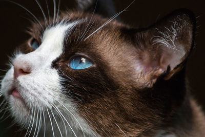 Close-up portrait of cat