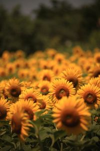 Close-up of yellow flowering plants on field