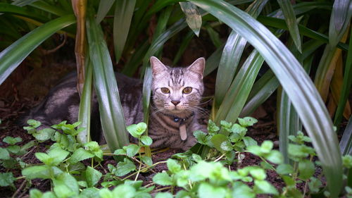 Portrait of cat amidst plants